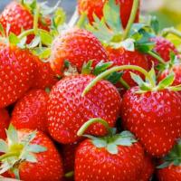 FRAISES GARIGUETTE
